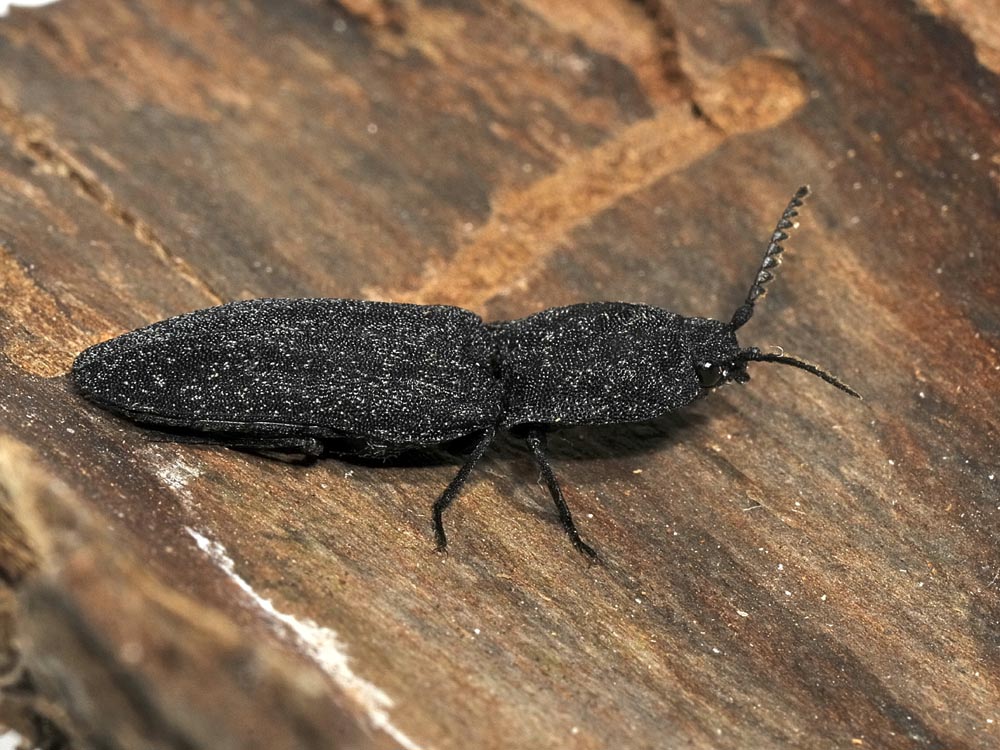 Lacon punctatus - Elateridae